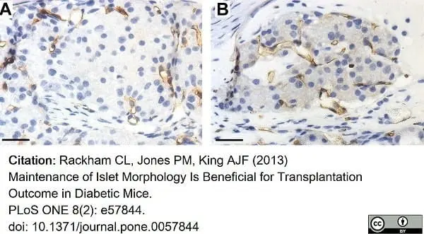 Anti Mouse CD34 Antibody, clone MEC14.7 gallery image 11