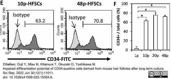 Anti Mouse CD34 Antibody, clone MEC14.7 gallery image 13