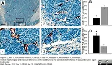 Anti Mouse CD34 Antibody, clone MEC14.7 gallery image 6
