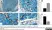 Anti Mouse CD34 Antibody, clone MEC14.7 thumbnail image 6