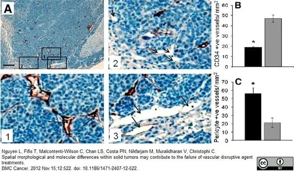 Anti Mouse CD34 Antibody, clone MEC14.7 gallery image 6