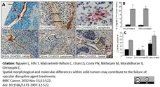 Anti Mouse CD34 Antibody, clone MEC14.7 gallery image 7