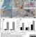Anti Mouse CD34 Antibody, clone MEC14.7 thumbnail image 7