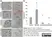 Anti Mouse CD34 Antibody, clone MEC14.7 thumbnail image 8