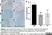 Anti Mouse CD34 Antibody, clone MEC14.7 thumbnail image 9