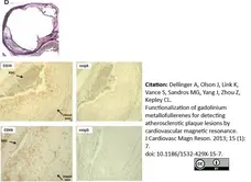 Anti Mouse CD36 Antibody, clone MF3 gallery image 3