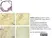 Anti Mouse CD36 Antibody, clone MF3 thumbnail image 3