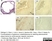Anti Mouse CD36 Antibody, clone MF3 thumbnail image 4
