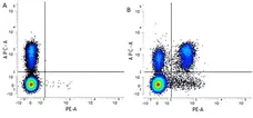 Anti Mouse CD4 Antibody, clone GK1.5 gallery image 1