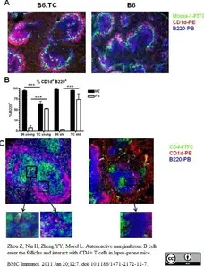 Anti Mouse CD4 Antibody, clone GK1.5 | Bio-Rad