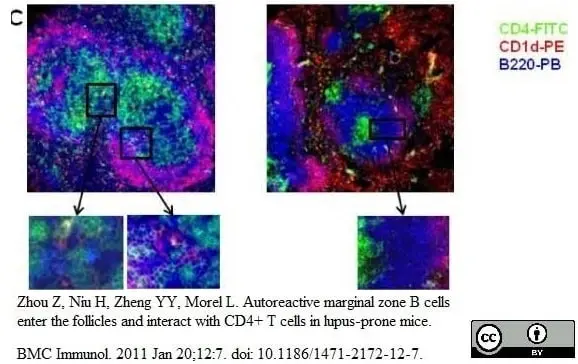 Anti Mouse CD4 Antibody, clone GK1.5 | Bio-Rad