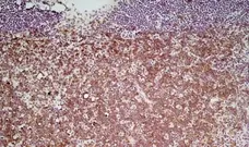 Anti Mouse CD4 Antibody, clone GK1.5 gallery image 3
