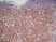 Anti Mouse CD4 Antibody, clone GK1.5 thumbnail image 3