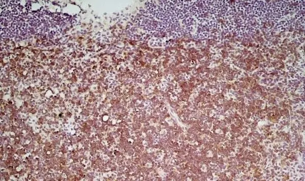 Anti Mouse CD4 Antibody, clone GK1.5 gallery image 3