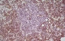 Anti Mouse CD4 Antibody, clone GK1.5 gallery image 4