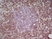 Anti Mouse CD4 Antibody, clone GK1.5 thumbnail image 4