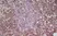 Anti Mouse CD4 Antibody, clone GK1.5 thumbnail image 4
