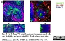 Anti Mouse CD4 Antibody, clone GK1.5 gallery image 6