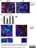 Anti Mouse CD4 Antibody, clone GK1.5 thumbnail image 6