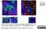 Anti Mouse CD4 Antibody, clone GK1.5 thumbnail image 6