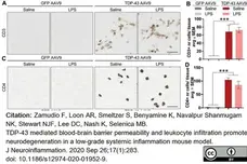 Anti Mouse CD4 Antibody, clone RM4-5 gallery image 11