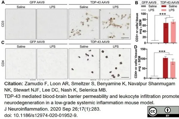 Anti Mouse CD4 Antibody, clone RM4-5 gallery image 11