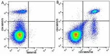Anti Mouse CD4 Antibody, clone RM4-5 gallery image 68