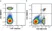 Anti Mouse CD4 Antibody, clone RM4-5 thumbnail image 74