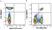 Anti Mouse CD4 Antibody, clone RM4-5 thumbnail image 77