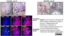 Anti Mouse CD4 Antibody, clone YTS191.1 gallery image 7