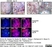 Anti Mouse CD4 Antibody, clone YTS191.1 thumbnail image 7
