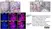 Anti Mouse CD4 Antibody, clone YTS191.1 thumbnail image 7