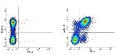 Anti Mouse CD40 Antibody, clone 3/23 gallery image 1