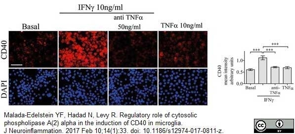 Anti Mouse CD40 Antibody, clone 3/23 thumbnail image 5