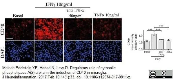 Anti Mouse CD40 Antibody, clone 3/23 gallery image 5