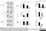 Anti Mouse CD41 Antibody, clone MWReg30 thumbnail image 4