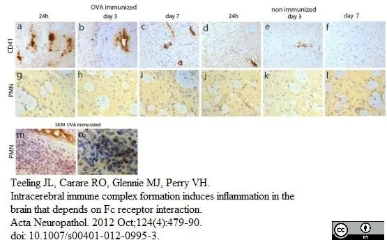 Anti Mouse CD41 Antibody, clone MWReg30 gallery image 7