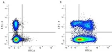 Anti Mouse CD44 Antibody, clone 5035-41.1D gallery image 2