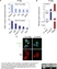 Anti Mouse CD44v6 Antibody, clone 9A4 thumbnail image 1