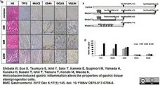 Anti Mouse CD44v6 Antibody, clone 9A4 gallery image 2