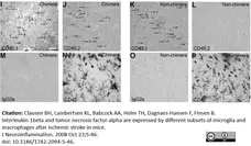 Anti Mouse CD45 Antibody, clone IBL-3/16 gallery image 1