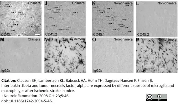 Anti Mouse CD45 Antibody, clone IBL-3/16 | Bio-Rad