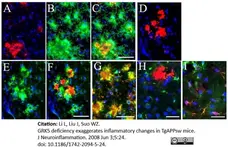 Anti Mouse CD45 Antibody, clone IBL-3/16 gallery image 10
