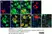 Anti Mouse CD45 Antibody, clone IBL-3/16 thumbnail image 10