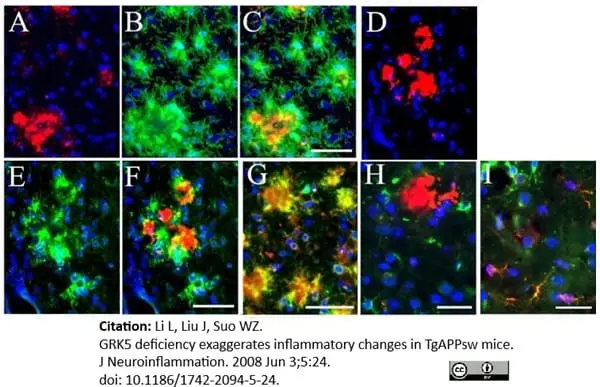 Anti Mouse CD45 Antibody, clone IBL-3/16 gallery image 10