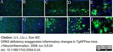 Anti Mouse CD45 Antibody, clone IBL-3/16 gallery image 11