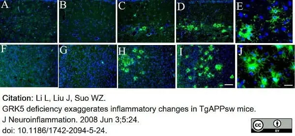 Anti Mouse CD45 Antibody, clone IBL-3/16 gallery image 11