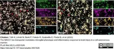 Anti Mouse CD45 Antibody, clone IBL-3/16 gallery image 12