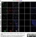 Anti Mouse CD45 Antibody, clone IBL-3/16 thumbnail image 12