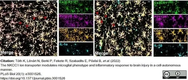 Anti Mouse CD45 Antibody, clone IBL-3/16 gallery image 12
